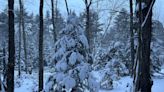 The beauty and resilience of balsam fir and Eastern hemlock trees in winter: Nature News