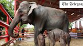 Pictured: Girl and boy ‘miracle’ twin elephants born in Thailand