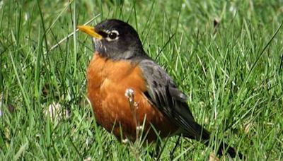 It’s Your Nature: Listen to the morning birds when you can | Times News Online