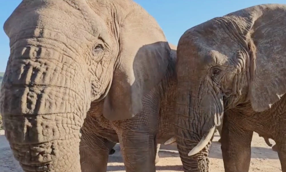 Elephant herd provides ‘magic moment’ with close encounter