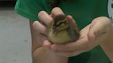 Staff at Bay Beach Wildlife Sanctuary work overtime to take care of animals after severe storm