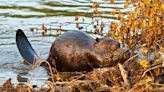 A disease killing beavers in Utah can also affect humans, authorities say