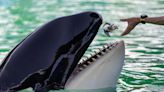 What killed Lolita? Necropsy findings released for the Seaquarium’s beloved orca
