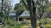 It's storm season in Michigan: How to handle fallen, damaged trees