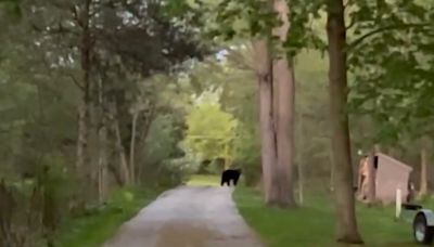 Black bear sightings have been reported in Jefferson and Waukesha counties this week