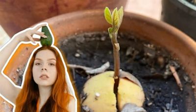 El árbol que puedes sembrar en una maceta y que necesita poca agua para crecer