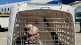 25 large breed dogs flown to Mass. from Texas need new homes in New England