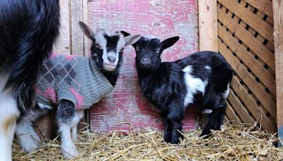 Baby Goats Wearing Sweaters Are Giving the Fall Vibes We’ve All Been Waiting For