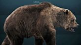 史前毛皮大衣！德國最新研究：30萬年前的人類剝熊皮禦寒
