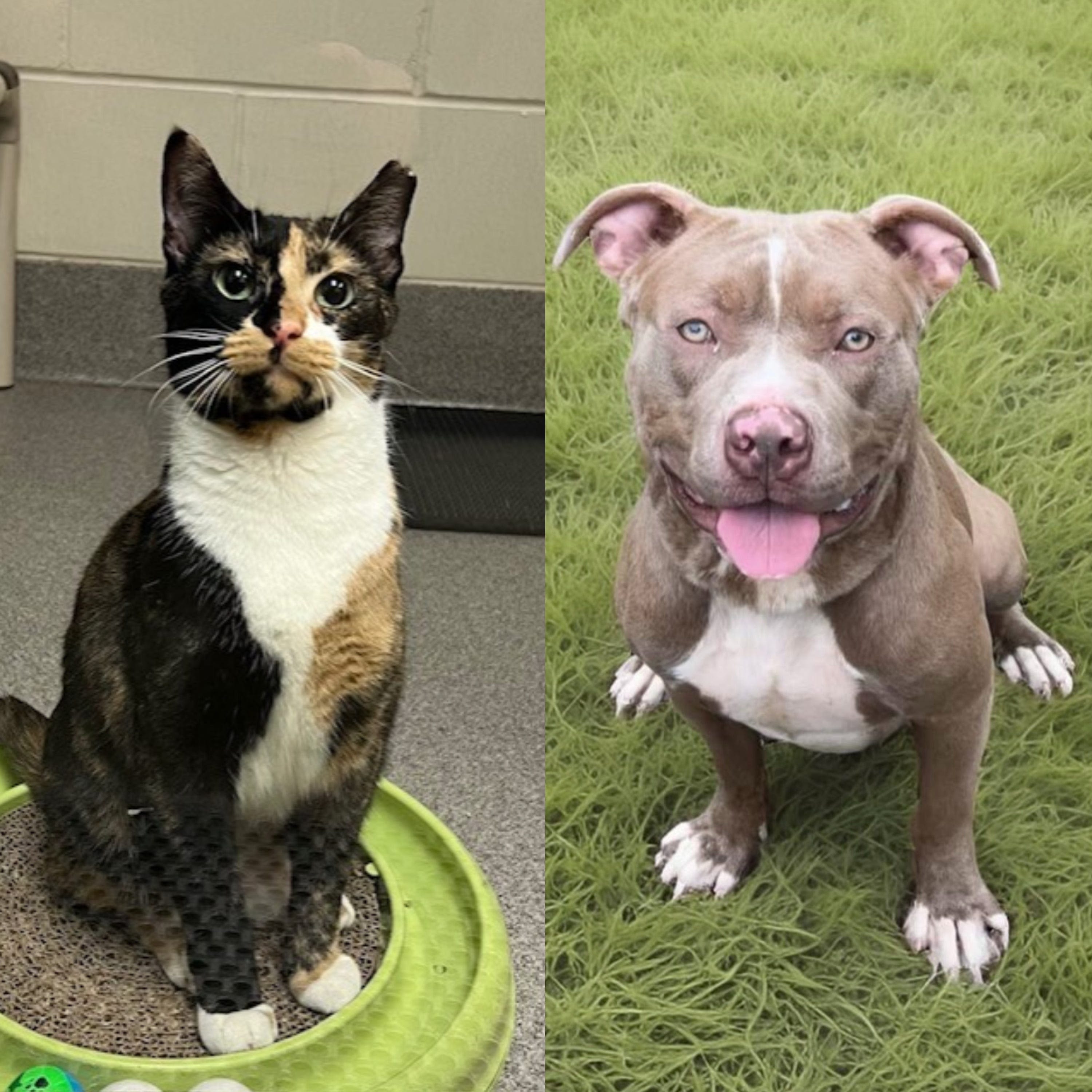 Meet the North Jersey adoptable pets of the week for September 13: Annie and Beefcake