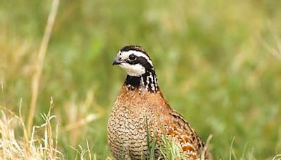 New online tool shows scope of grassland losses, highlighting need to conserve America’s prairies