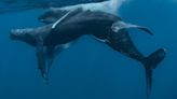 Getting that 'Moby Dick' — The first humpback whales to be seen having sex are both male