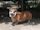 Pembroke Welsh Corgi