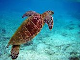 sea turtle