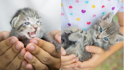 Se puede tocar las crías de mi gata, según educadora