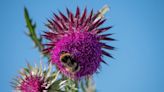 ‘Vital’ bee populations boosted by national park wildflower corridor scheme