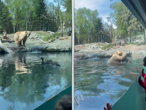 Bear eats duck family in front of kids in zoo video: 'train wreck'