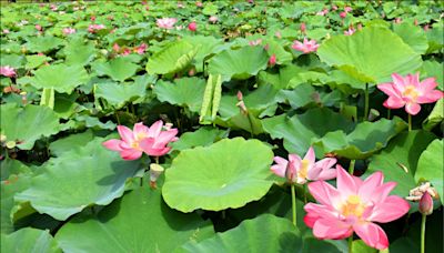 白河蓮花季5/5開幕 小旅行品味蓮餐