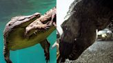 'Life Finds a Way': Crocodile Has Jurassic Park-Style Virgin Birth by Impregnating Itself