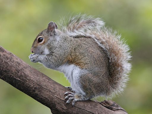 Power out in Quakertown? Blame the squirrel