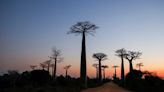 Study reveals history and oceanic voyages of remarkable baobab tree