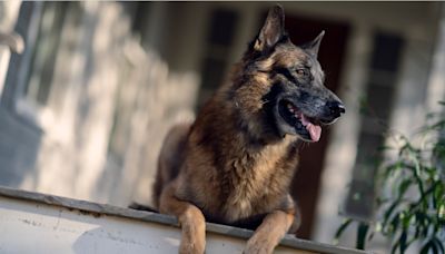 Seven, ‘The Walking Dead’ Dog, Dies; Norman Reedus, Melissa McBride, More Pay Tribute