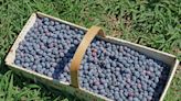 Blueberry bliss: Where to pick your own in Rhode Island and nearby Massachusetts