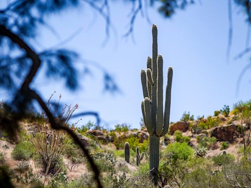 These iconic Arizona cactuses are in bloom. Here's how to see the rare blossoms