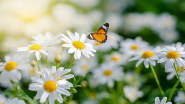 Add These Pretty White Flowers to Your Garden for a Beautiful Display