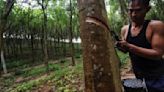 Hainan Rubber's acquisition of 36% of Halcyon Agri's shares to go ahead