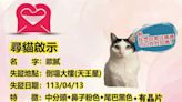 天王星「歐膩」仍失蹤！飼主刊尋貓啟事懸賞2萬元