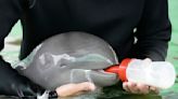 Sick dolphin calf improves with tube-fed milk, helping hands