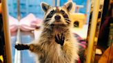 Restaurant in Puerto Vallarta Is Totally Overrun with Raccoons and Diners Are Here for It