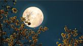 When to see the full moon in May 2024, nicknamed the ‘flower moon’
