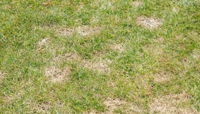 Stop lawn turning 'yellow and straw-like' by avoiding common gardening mistakes