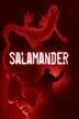 Salamander