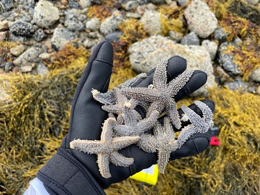 Starfish-crossed lovers: East Coast sea stars mingle in warming ocean waters