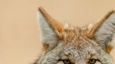 The Chillest, Most Handsome Coyote Lounges On Patio Couch In San Francisco