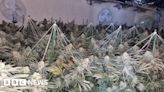 Coppull cannabis farm discovered after neighbour tip-off
