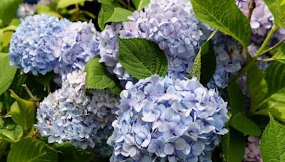 Holy Hydrangeas! It’s a very good year for these flowering shrubs