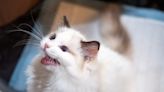 Cat mimicking screaming kids has internet in stitches: "Confused"