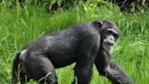 Chimpanzees Identify And Eat Plants That Have Healing Properties When Sick, Say Scientists - News18