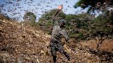 ‘Anti-cannibalism’ hormone found in locusts could lead to pest control breakthrough