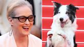 Cannes Film Festival Opens With Storm Clouds, Meryl Streep and Messi the Dog