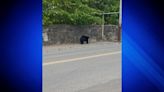 Bear seen strolling down sidewalk in Taunton