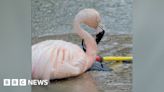 Banham Zoo helps animals cool off during hot weather