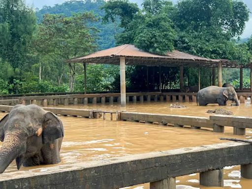 Severe floods claim lives of rescued elephants in popular Thai destination Chiang Mai