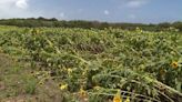 Waimanalo Country Farms cleaning up after storm wipes out sunflowers