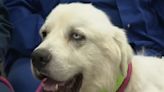 Hero Great Pyrenees Who Protected Sheep from Coyote Pack Could Win Farm Dog of the Year Award
