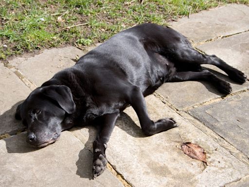 Labrador Left ‘Stranded’ and Alone ‘Explains’ How He Survived the Ordeal